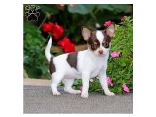 Tiny, Beautiful long coat Chihuahua puppies for sale