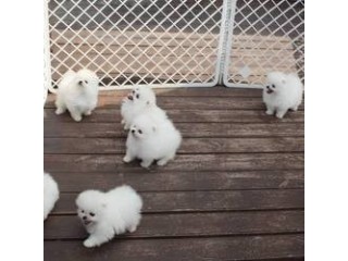 Pomeranian puppies available now .