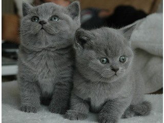 Lovely British shorthair kittens