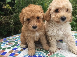Well Trained Teacup Toy Poodle puppies