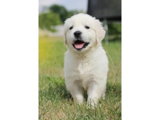 Loving and playful Golden Retriever puppies available