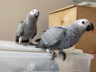 Adorable African grey parrots ready