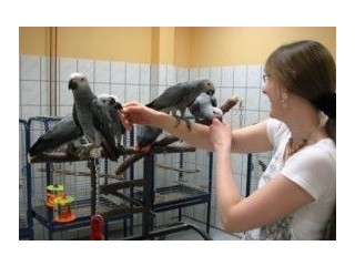 African Grey parrots ready for their new home.