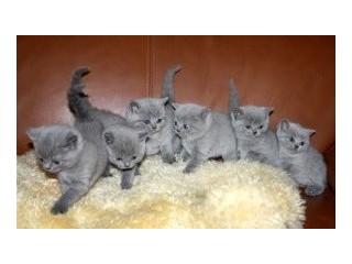 Blue British Shorthair kittens for sale.