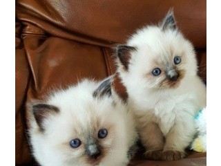 Amazing Ragdoll Kittens