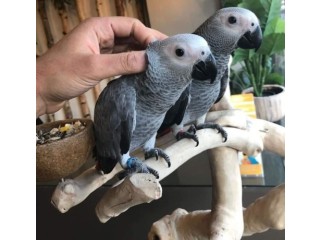 Top quality African grey parrot.