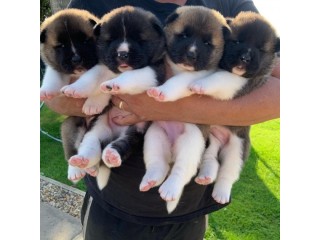 Healthy Akita Puppies for sale