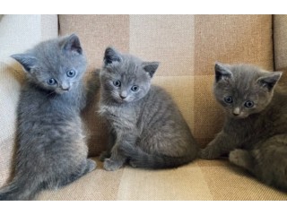 Russian Blue kittens for sale.