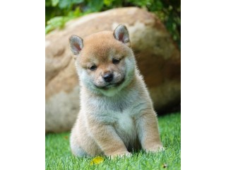Japanese Shibainu puppies for sale