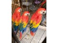 beautiful-and-talking-scarlet-macaw-for-sale-small-0