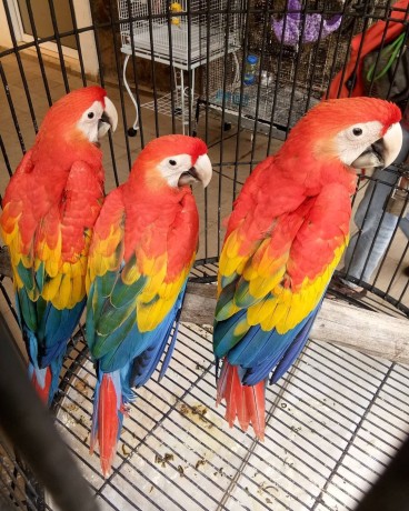 beautiful-and-talking-scarlet-macaw-for-sale-big-0