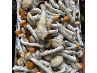 Mushroom for sale