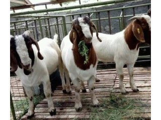 Horse,Angus,India Sheep,Saanen Goats