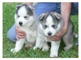 Siberian Husky Puppies for Chrismas