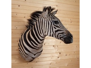 Zebra Taxidermy Shoulder Mount