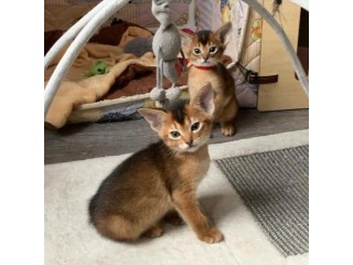 Abyssinian male and female Kittens for sale