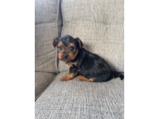 Yorkshire Terrier available