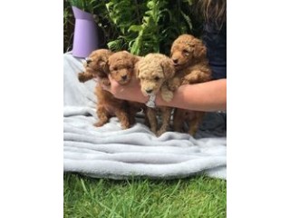 Poodle puppies for sale.