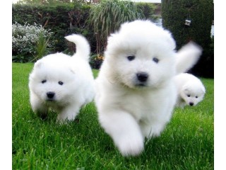 Samoyed puppies