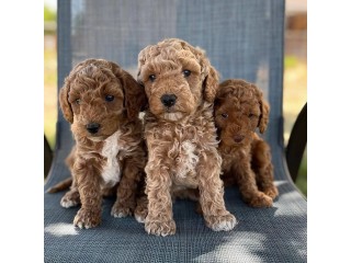 Nice Labradoodles puppies for sale