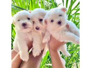 We have both male and female maltese puppies available