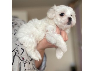 Lovely male and female maltese puppies available