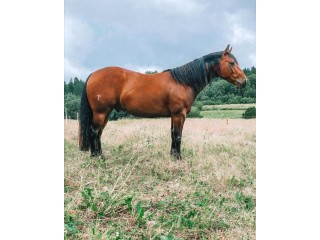 Cute Andalusian Horse for Adoption