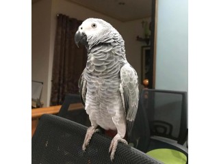 Africa gray parrots available for sale