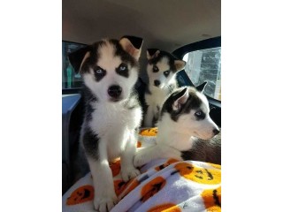 Blue eyes Husky puppies