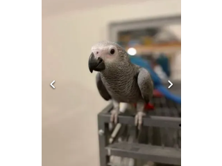 Silly Tame African grey Baby Parrots