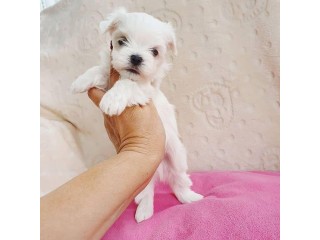 Super adorable Teacup Maltese Puppies for sale