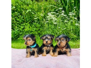 Lovely pure bred Yorkshire Terrier Puppies