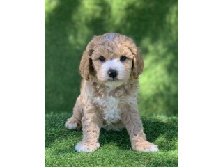 Available Cavoodle Puppies
