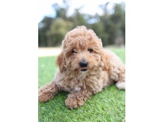 Toy Size poodle Puppies