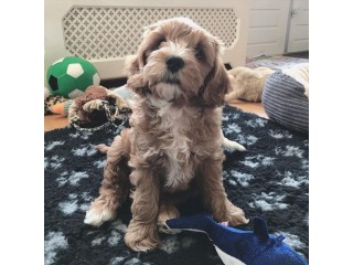Labradoodle Puppies Available