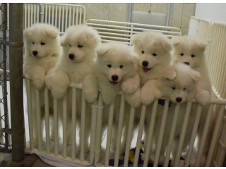 Samoyed Puppies Ready for Sale