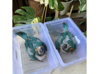 Lovely blue throated baby macaws
