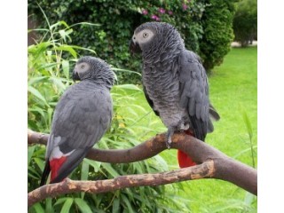 Healthy African Grey Parrot