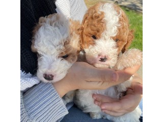 Best Litter Goldendoodle Puppies