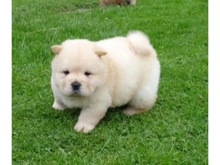 Chow chow Puppies