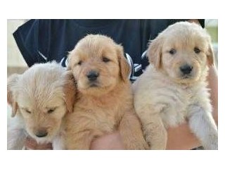 Amazing Fur Babies Golden Retriever Puppies