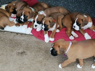 Male and female Boxer puppies for sale