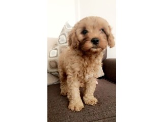 Male and female cavapoo puppies for sale