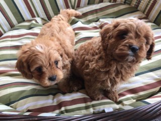 Cavoodle Puppies Ready for sale