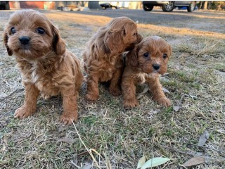 Apricot Cavoodle puppies Ready for sale