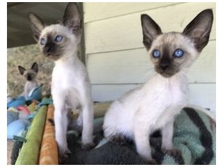 Lovely Siamese Kittens