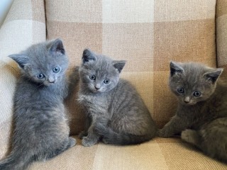 Purebred Russian Blue kittens for sale
