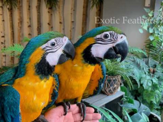 Hand Reared Blue & Gold Macaws Parrots For Sale