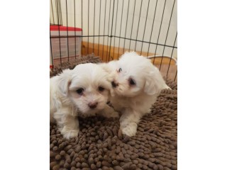 Super adorable Teacup Maltese Puppies for sale