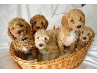 Adorable Labradoodle Puppies for Chrismas